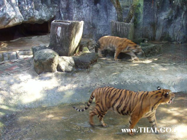 �������, ����, �������� �������