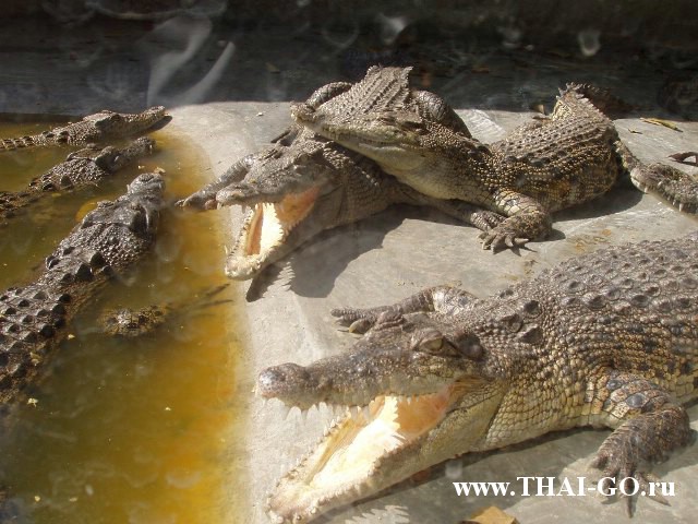 �������, ����, �������� �������