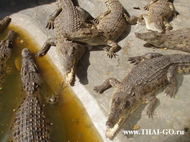 �������, ����, �������� �������