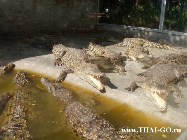 �������, ����, �������� �������