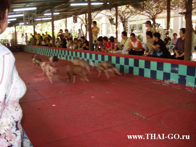 �������, ����, �������� �������