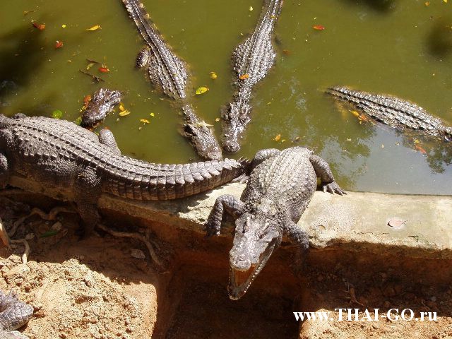 �������, ����, �������� �������