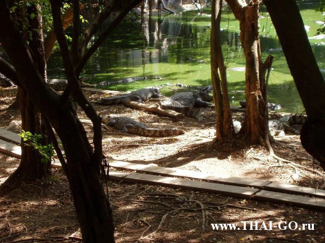 �������, ����, �������� �������