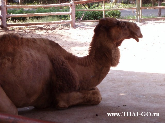 �������, ����, �������� �������