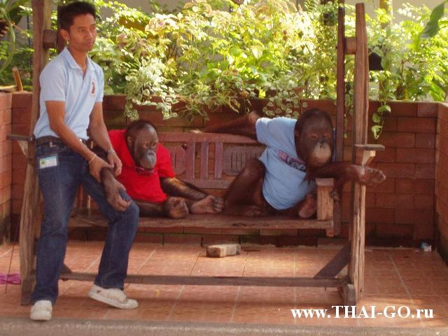 �������, ����, �������� �������