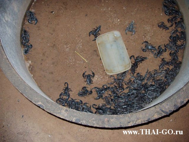 �������, ����, �������� �������