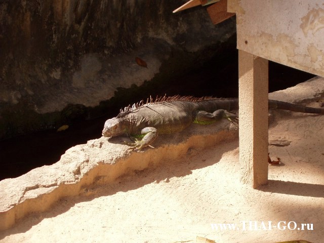 �������, ����, �������� �������