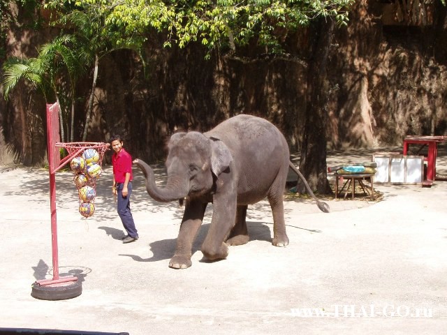 �������, ����, �������� �������