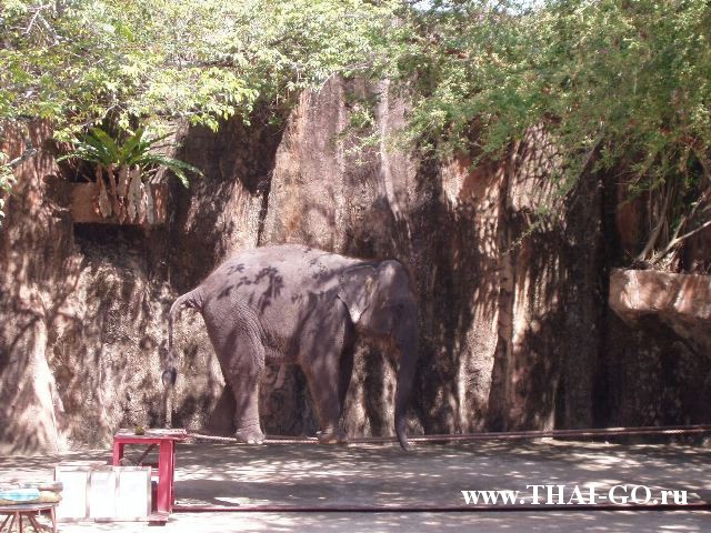 �������, ����, �������� �������