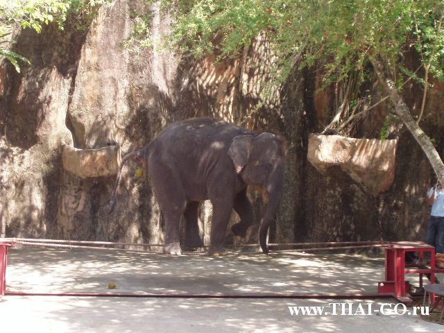 �������, ����, �������� �������