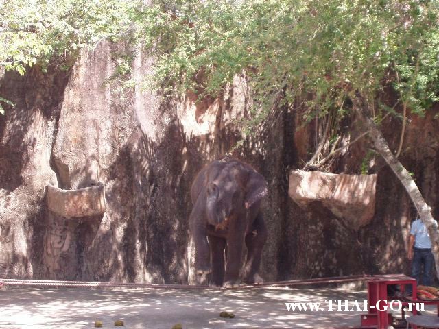 �������, ����, �������� �������