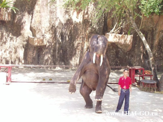 �������, ����, �������� �������