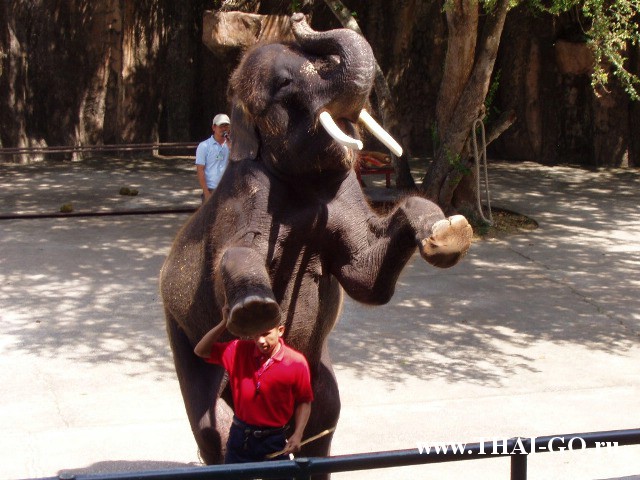 �������, ����, �������� �������