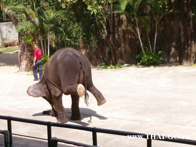 �������, ����, �������� �������