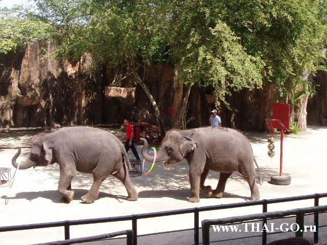 �������, ����, �������� �������