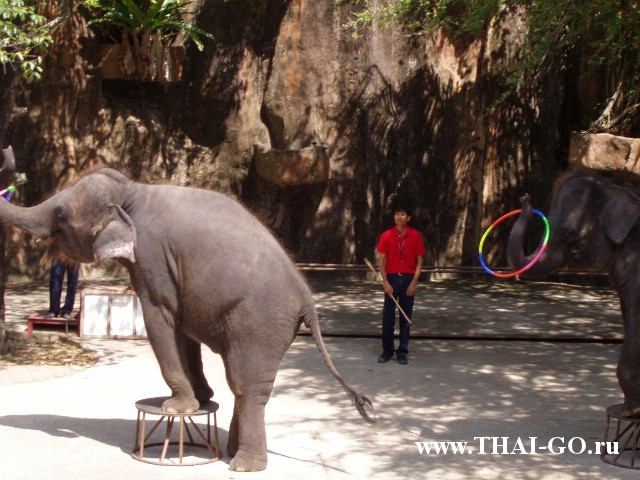 �������, ����, �������� �������