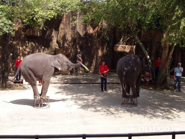 �������, ����, �������� �������