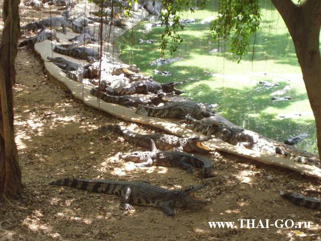 �������, ����, �������� �������