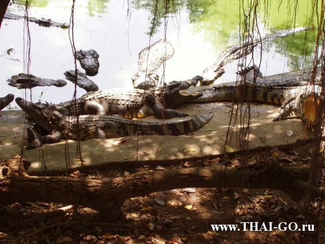 �������, ����, �������� �������