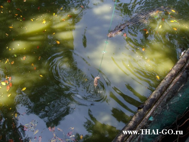 �������, ����, �������� �������