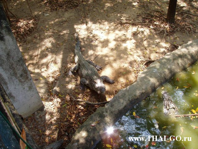 �������, ����, �������� �������