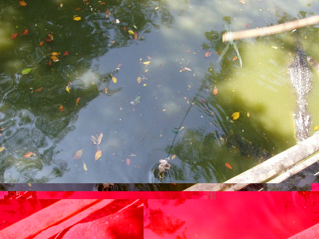 �������, ����, �������� �������