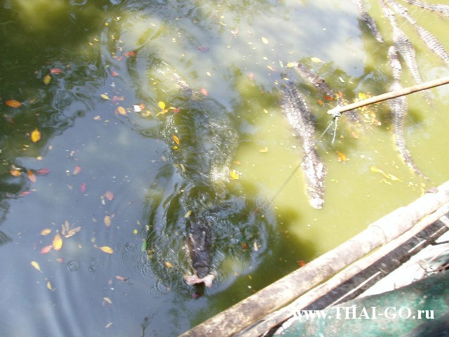 �������, ����, �������� �������