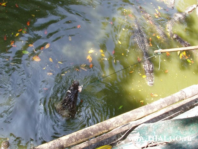 �������, ����, �������� �������