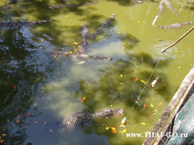 �������, ����, �������� �������