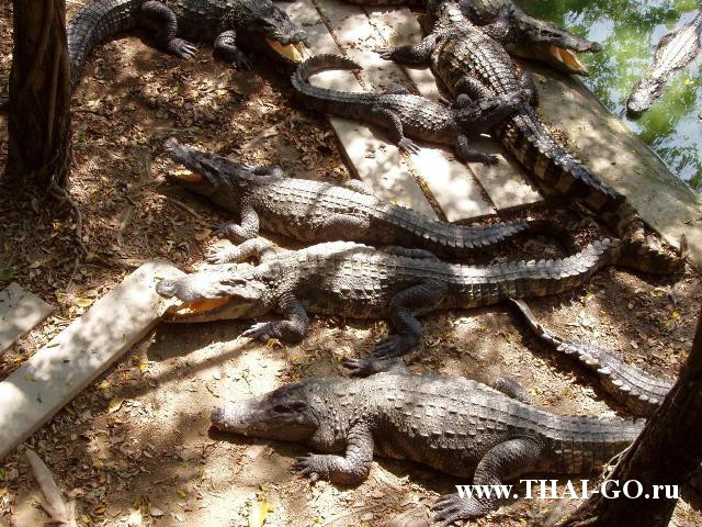 �������, ����, �������� �������