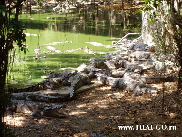 �������, ����, �������� �������